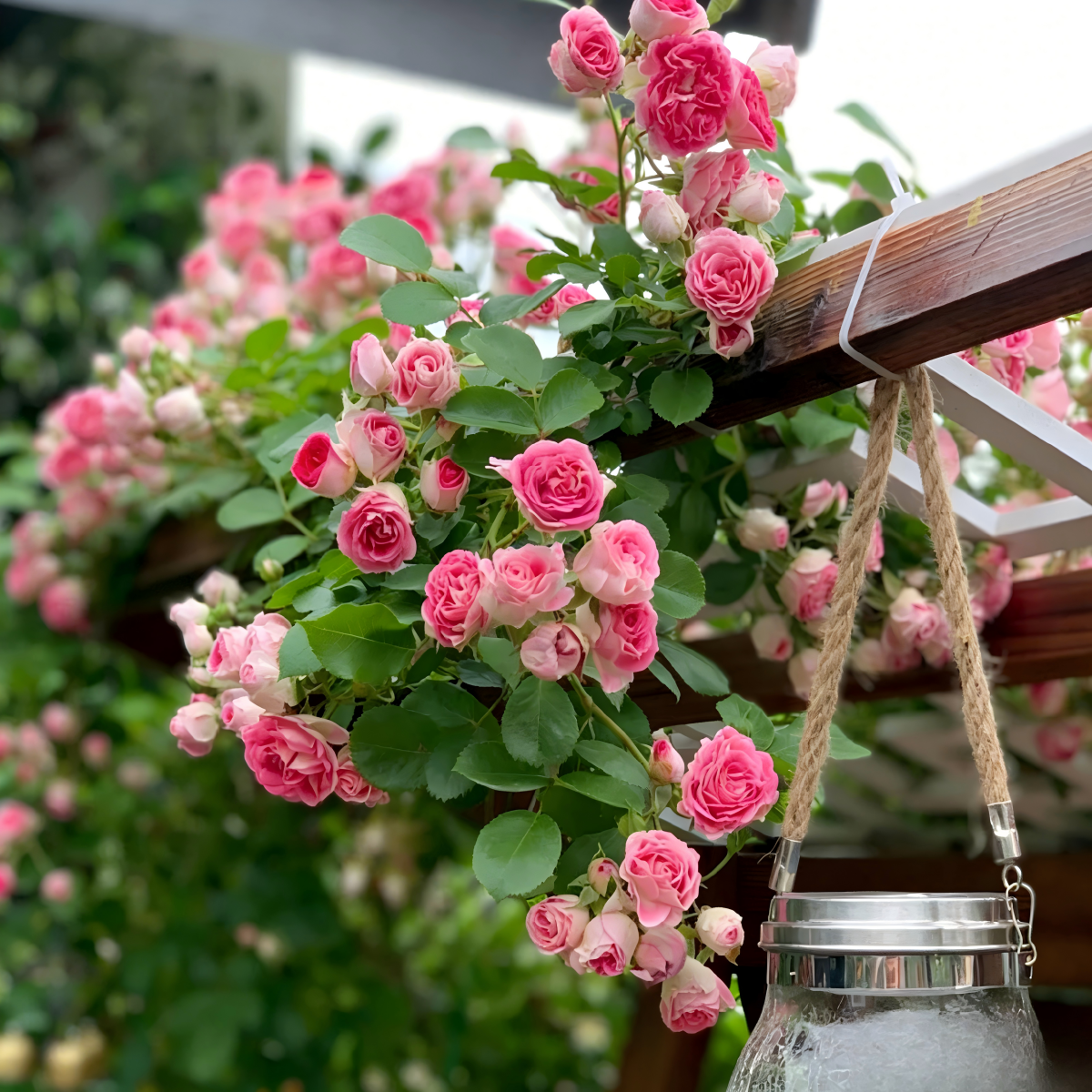 Climbing Rose Seeds