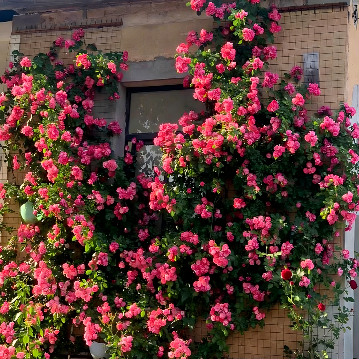 Climbing Rose Seeds