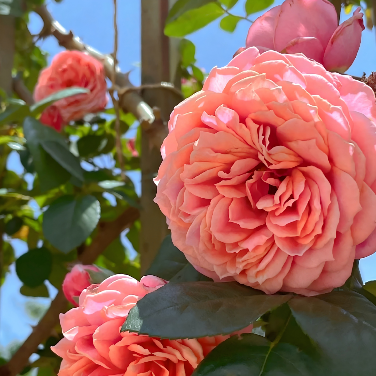 Climbing Rose Seeds