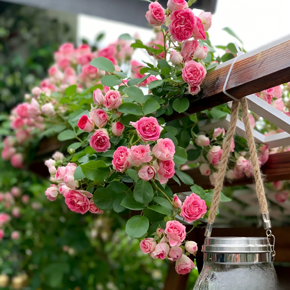 Climbing Rose Seeds